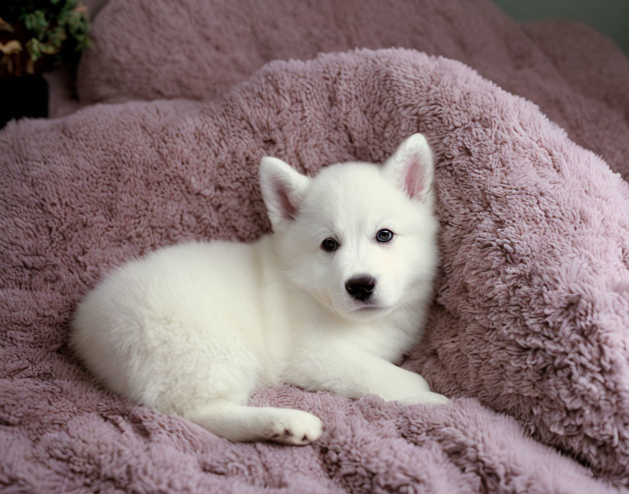 White Puppy with Dark Eyes and Black Nose on Plush Purple Blanket