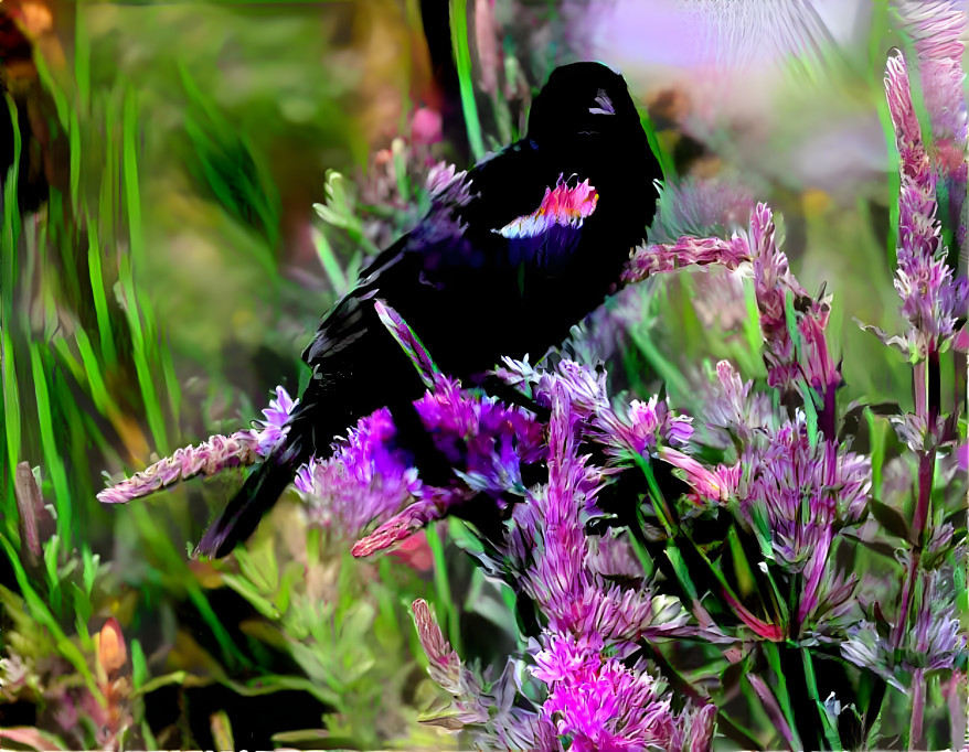 Red Wing Blackbird