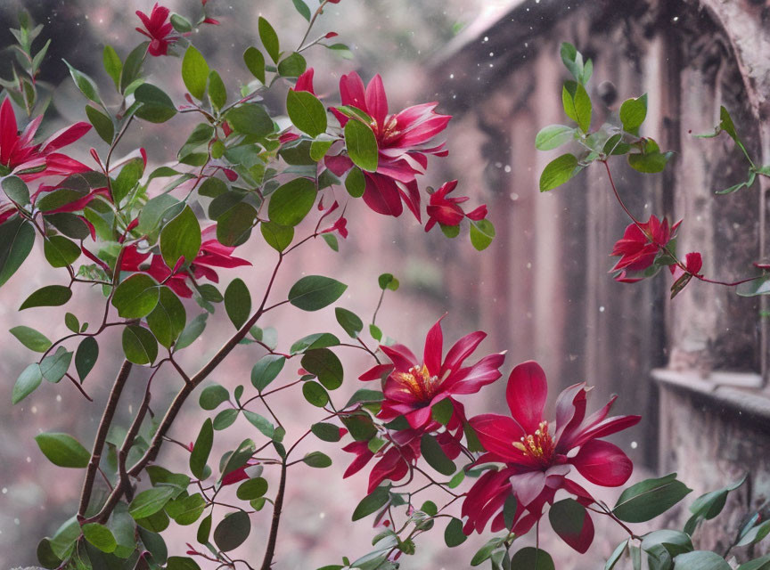 Vibrant red flowers and green leaves on rustic window with falling snowflakes