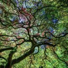 Lush Forest Canopy with Green Leaves and Red Blossoms in Clear Blue Sky