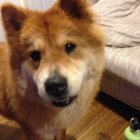 Fluffy Brown Dog with Bright Eyes and Black Nose Sitting Indoors