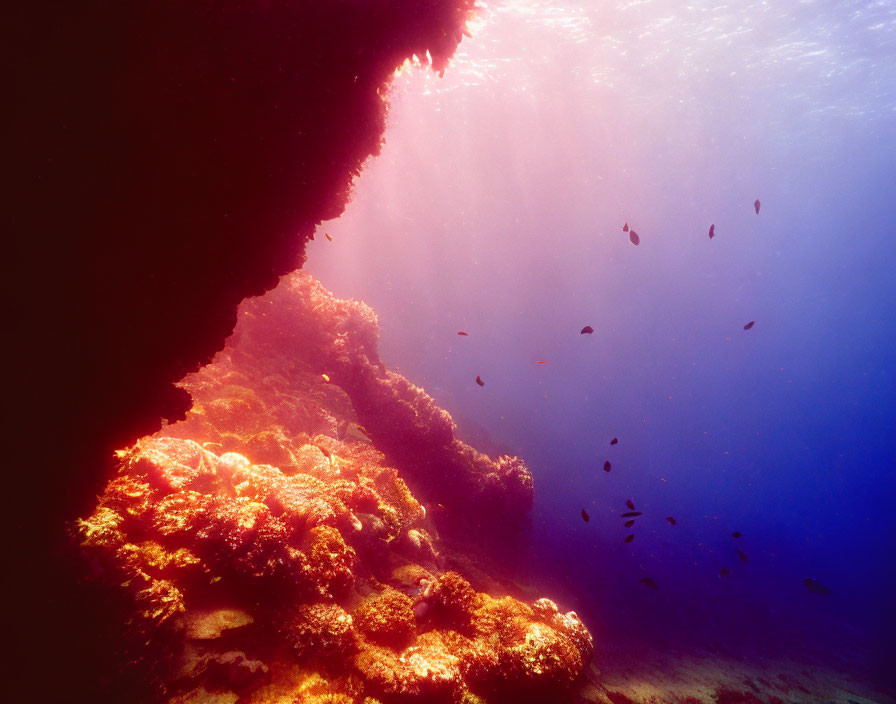 Sunlit coral reef with fish in blue ocean