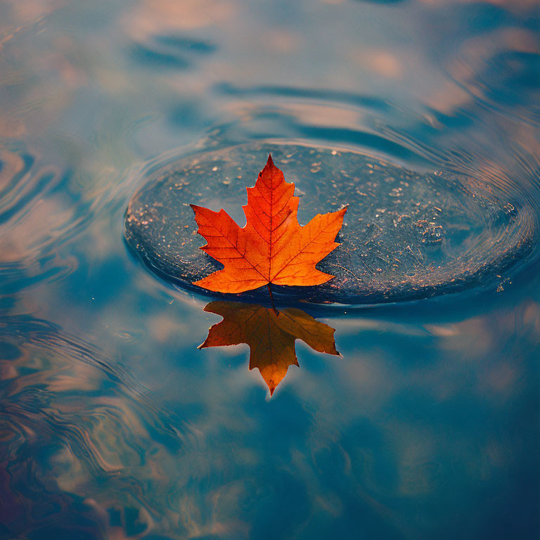 Vibrant red maple leaf on ice over blue water.