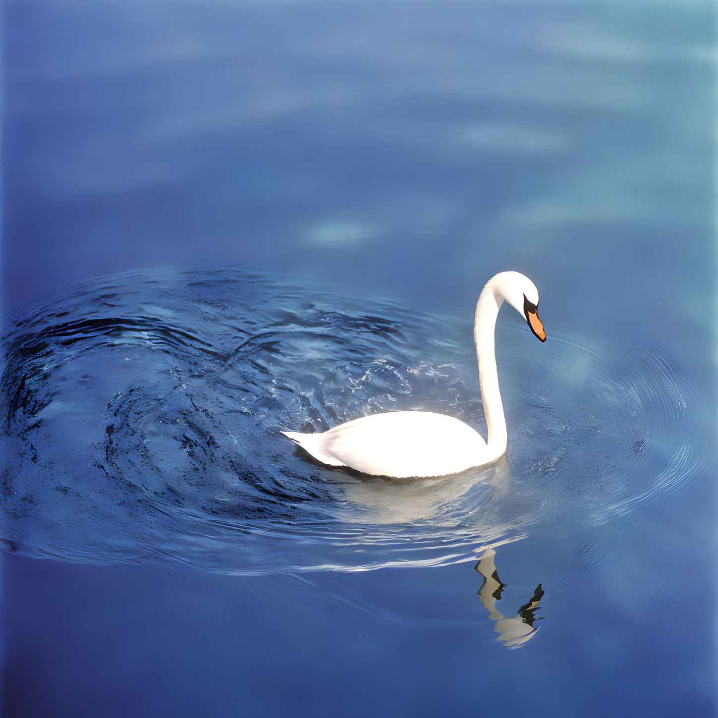 White Swan Gliding on Tranquil Blue Water