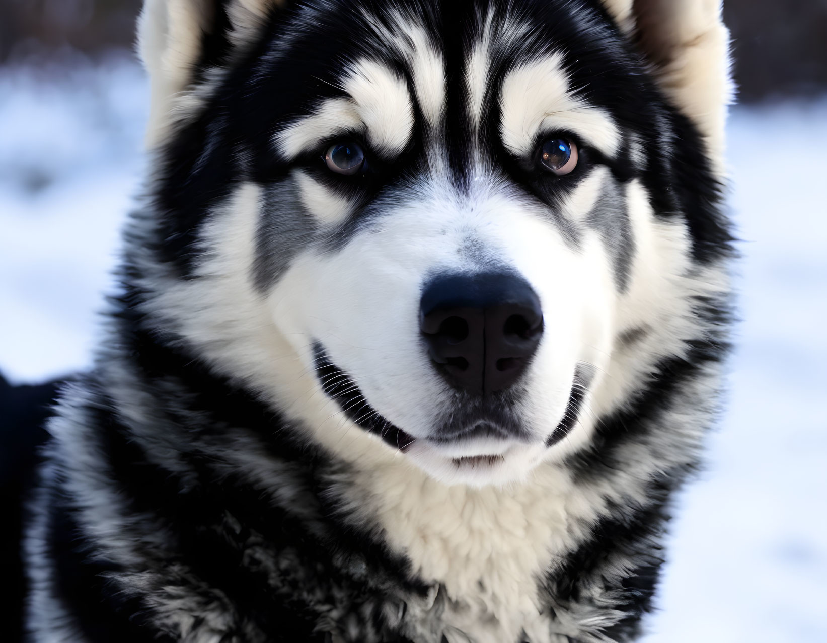 Siberian Husky with Blue Eyes in Snowy Setting