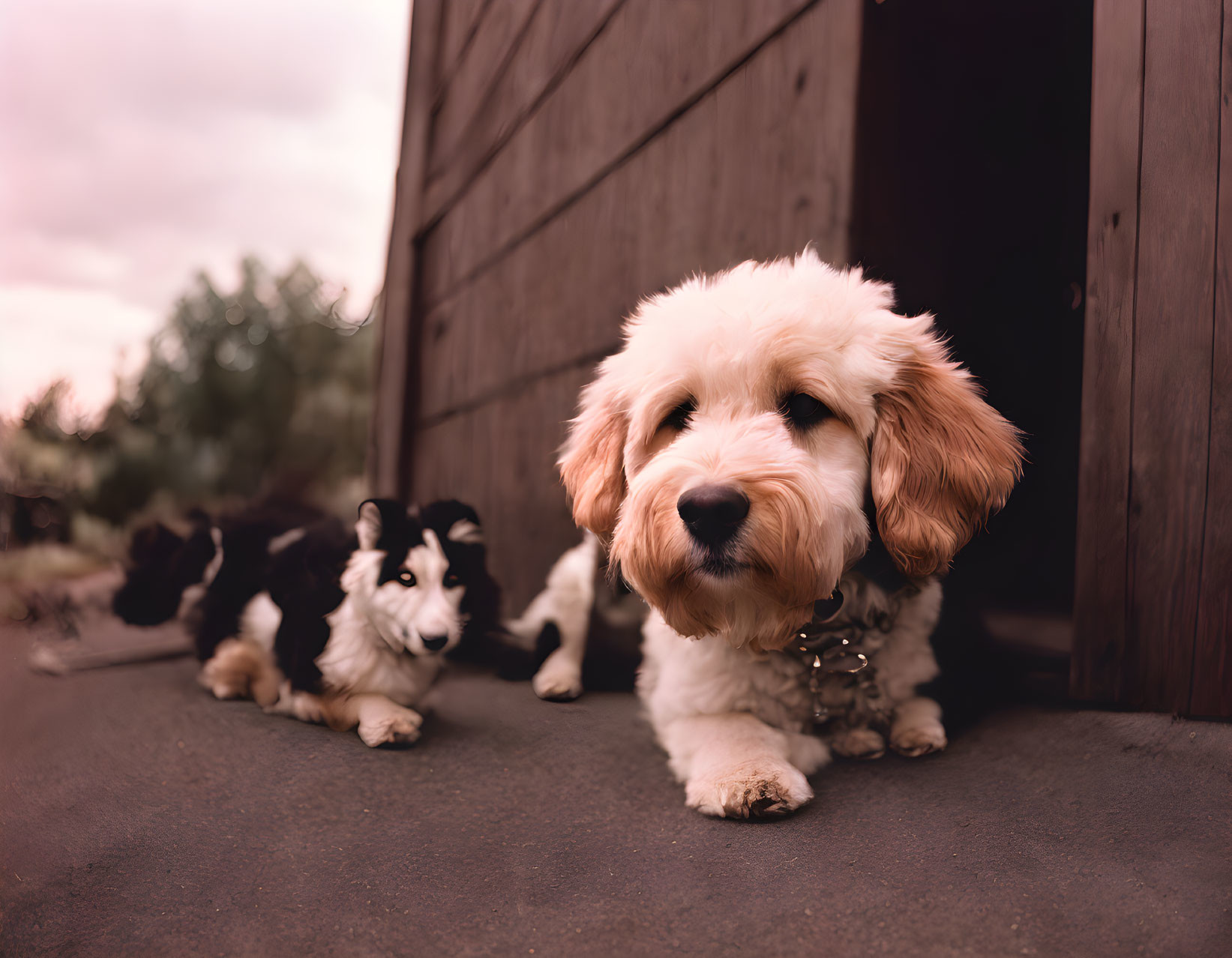 Two dogs near wooden structure: fluffy puppy and darker dog lying down