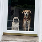 Two dogs in suit and tie with kitchen utensils in mouth by window