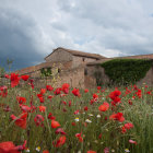 Rustic wooden cabin in vibrant poppy field under stormy sky