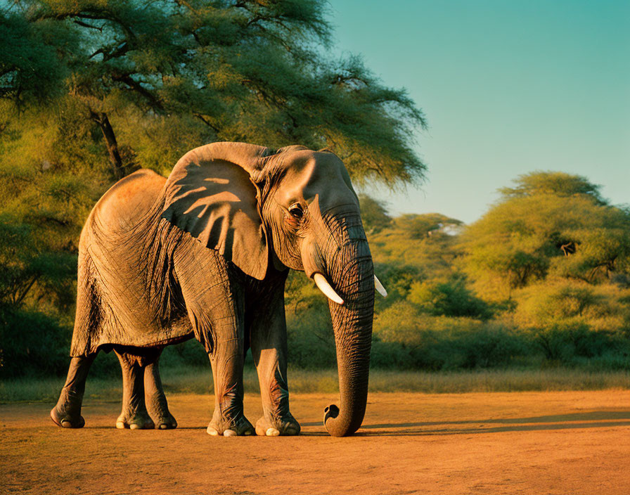 African elephant in savannah at sunset.