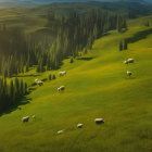 Tranquil green hills with grazing sheep under warm sunlight