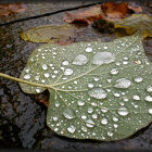 Intricately designed wristwatch on leaf with water droplets and golden reflections.