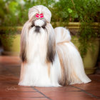 Stylized illustration of a Shih Tzu dog with glossy fur and flower, on wooden decking