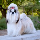 White Shih Tzu Dog with Bow and Band Posing Outdoors