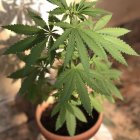 Intricately patterned green plant in pot on wooden surface