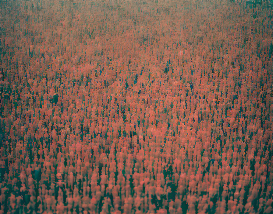 Tall Reddish-Brown Trees in Dense Forest