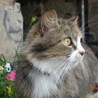 Majestic cat with striking markings and bejeweled neck accessories in natural setting