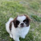 Tricolor puppy surrounded by pastel flowers