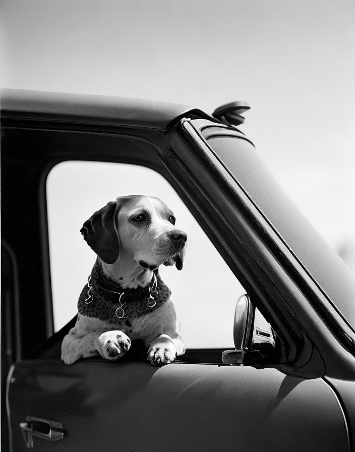 Spotted coat dog peeking from car window.