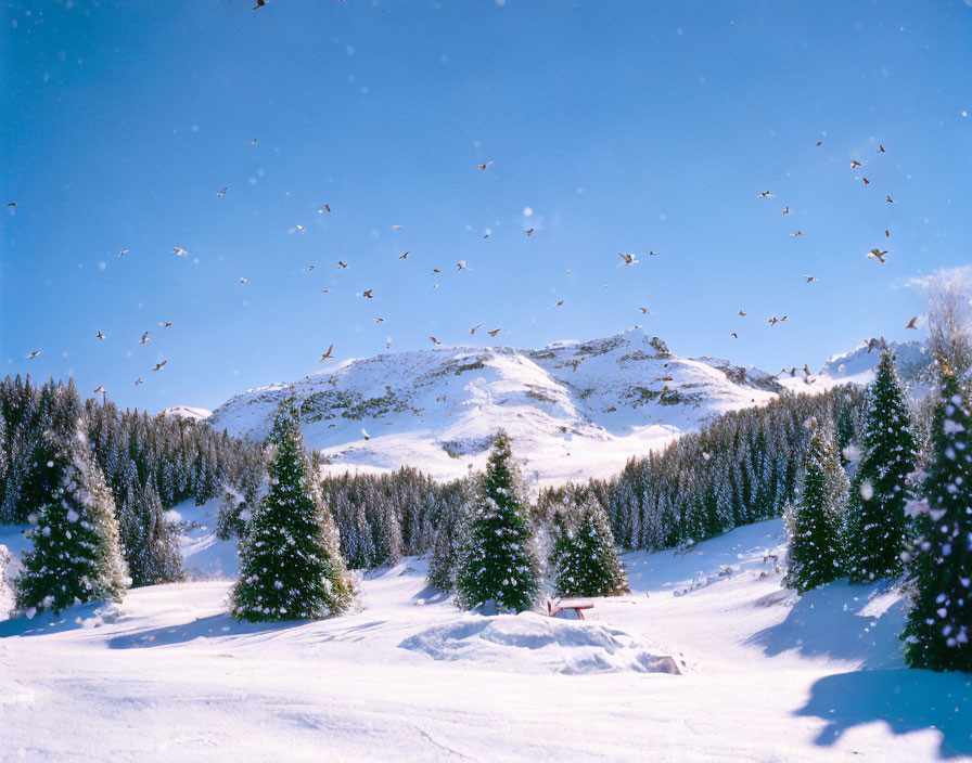 Snow-covered mountain and pine trees in serene winter landscape