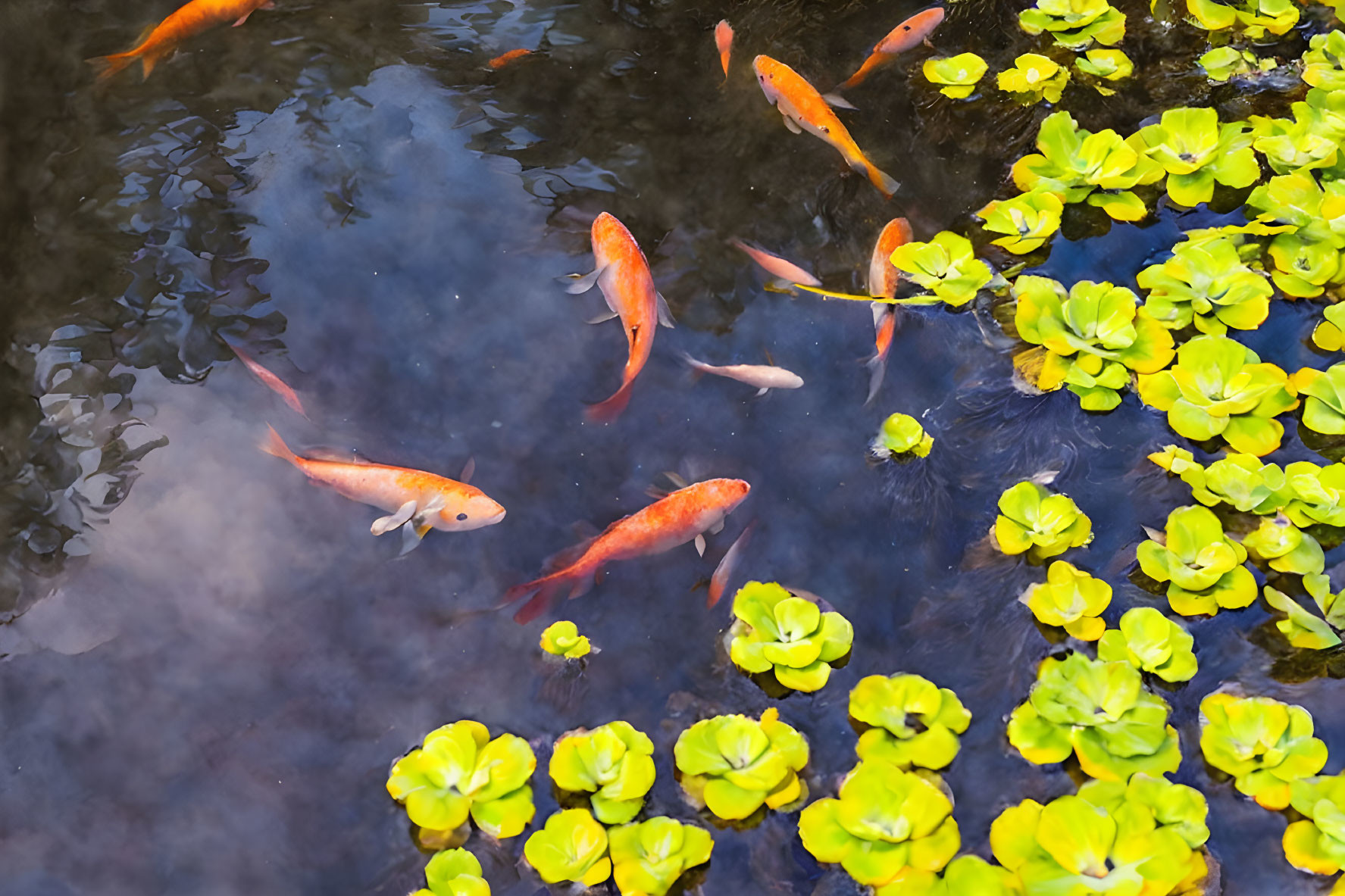 Vibrant orange koi fish and green water lilies in clear water