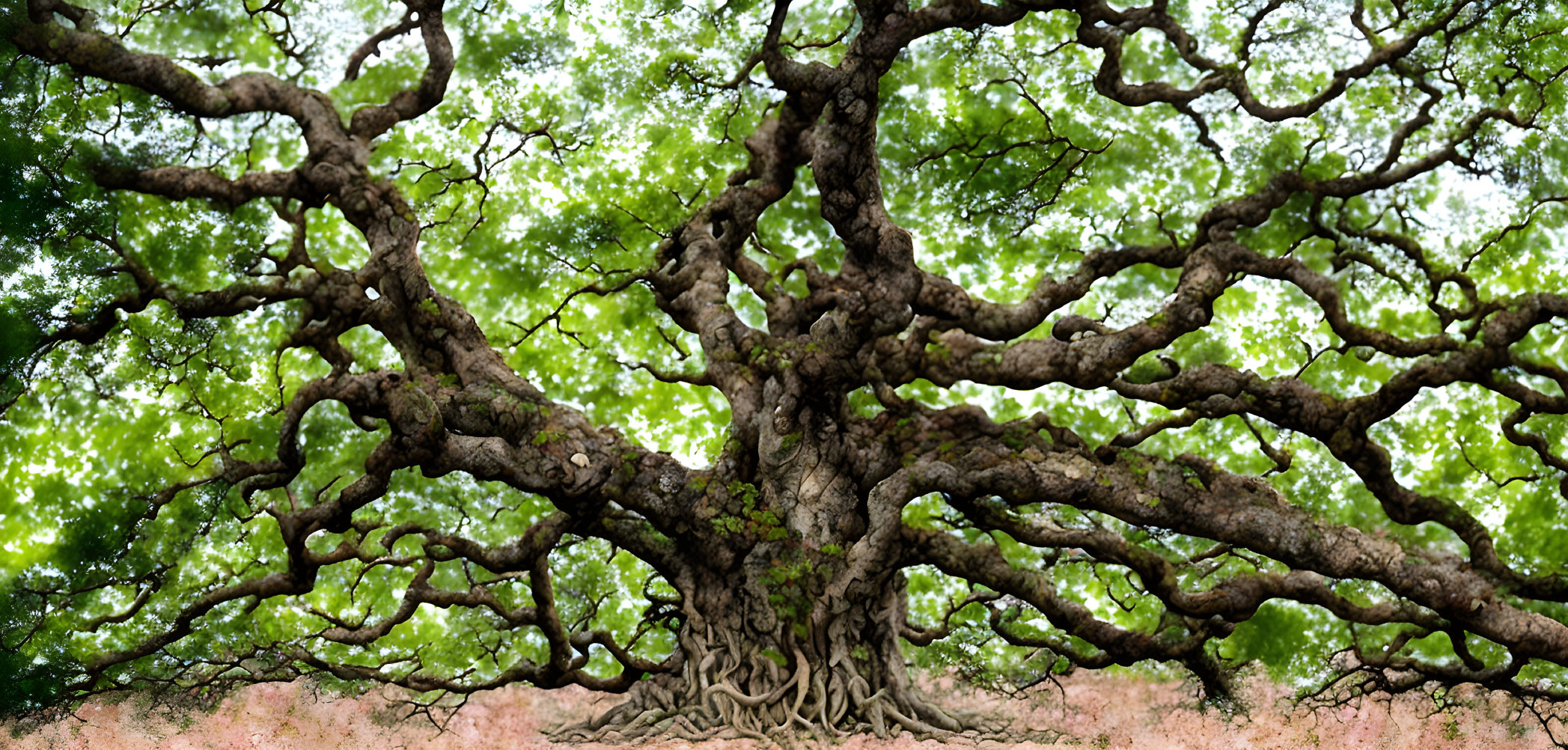 Majestic tree with intricate branches and lush green leaves against forest backdrop