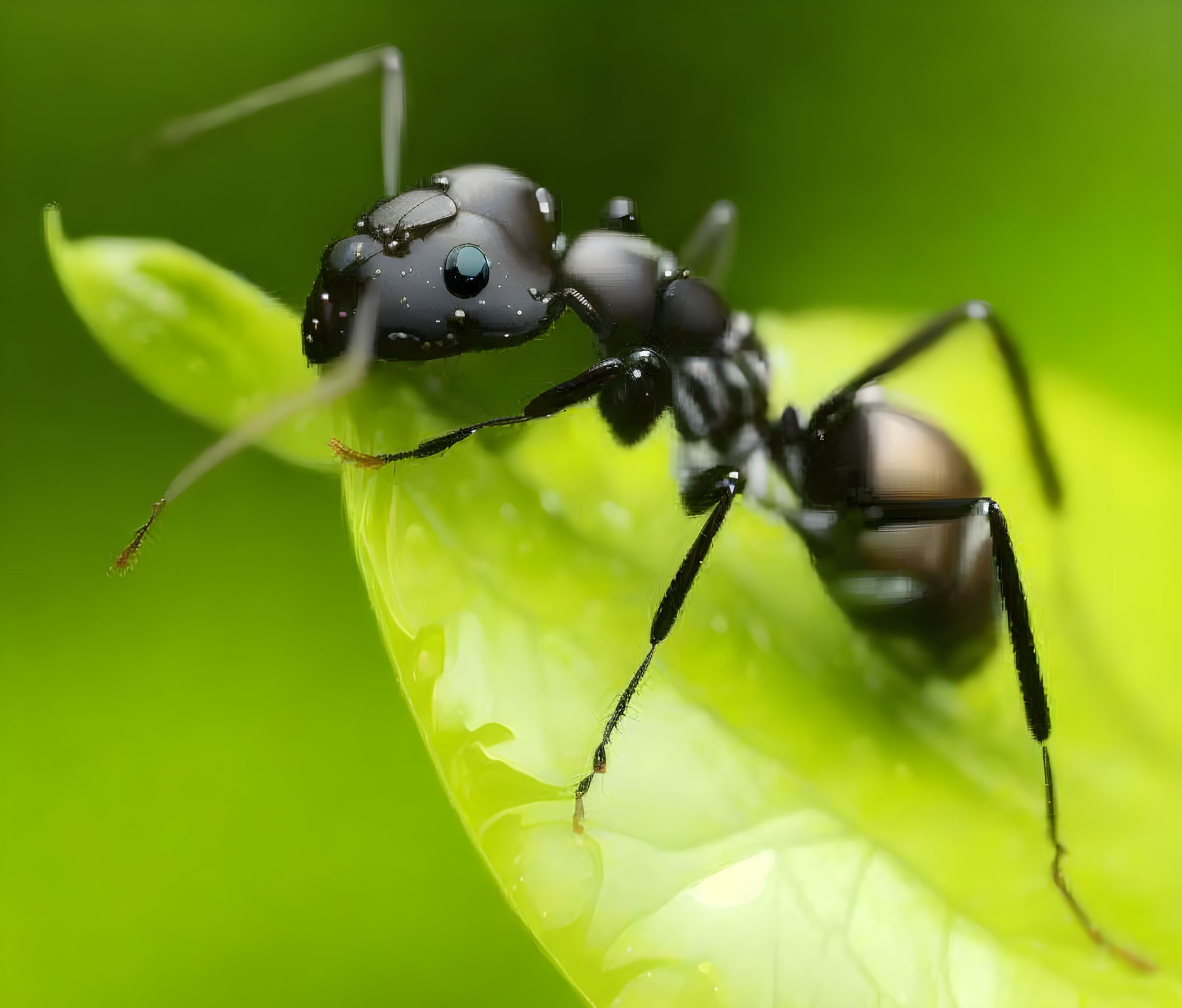 Black ant with extended antennae on green leaf: close-up view