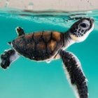 Juvenile Sea Turtle Swimming Underwater with Sunlight Filtering.