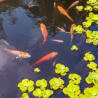 Vibrant orange koi fish and green water lilies in clear water