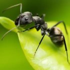 Black ant with extended antennae on green leaf: close-up view