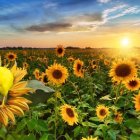 Yellow bird on sunflower in sunset field