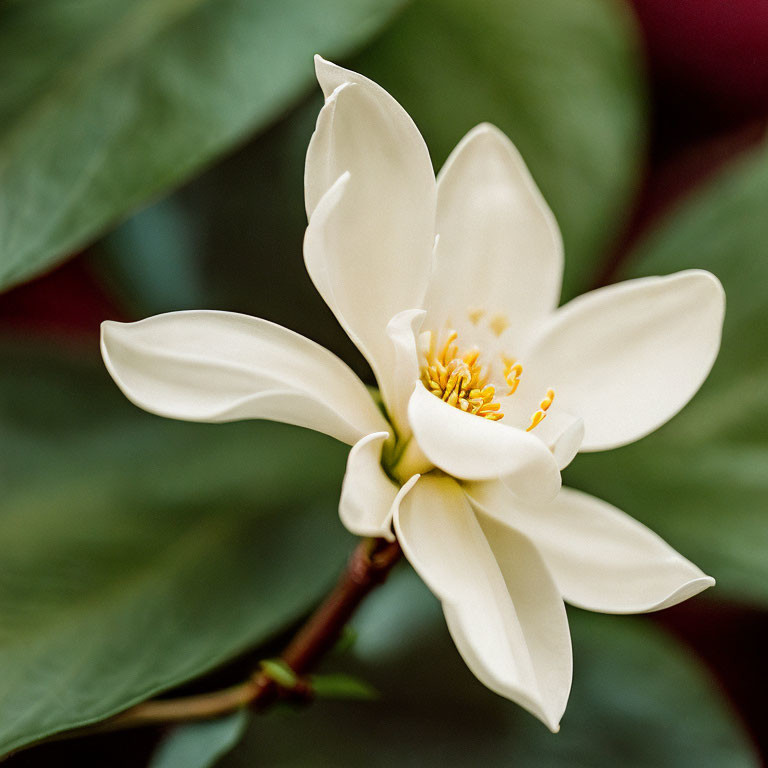 Close-up of white magnolia flower with yellow stamens on green leaf background