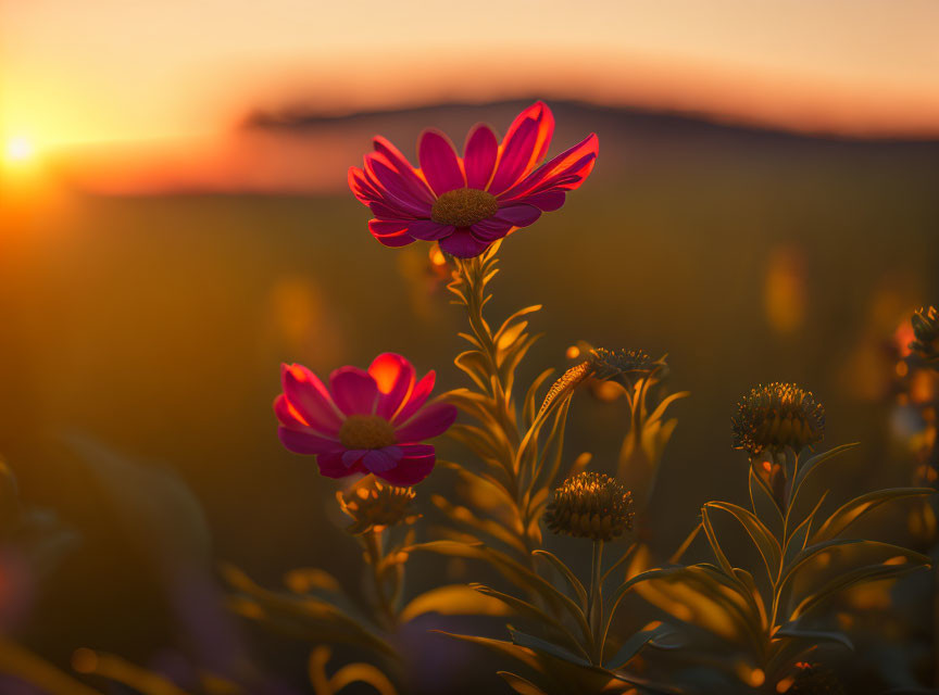 Vibrant red flowers in soft-focus field at sunset with warm golden light