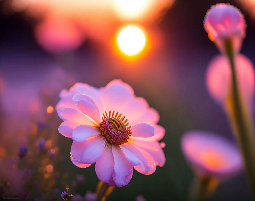 Pink Flower in Focus with Sunset Hues and Floral Silhouettes