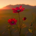 Vibrant red flowers in soft-focus field at sunset with warm golden light