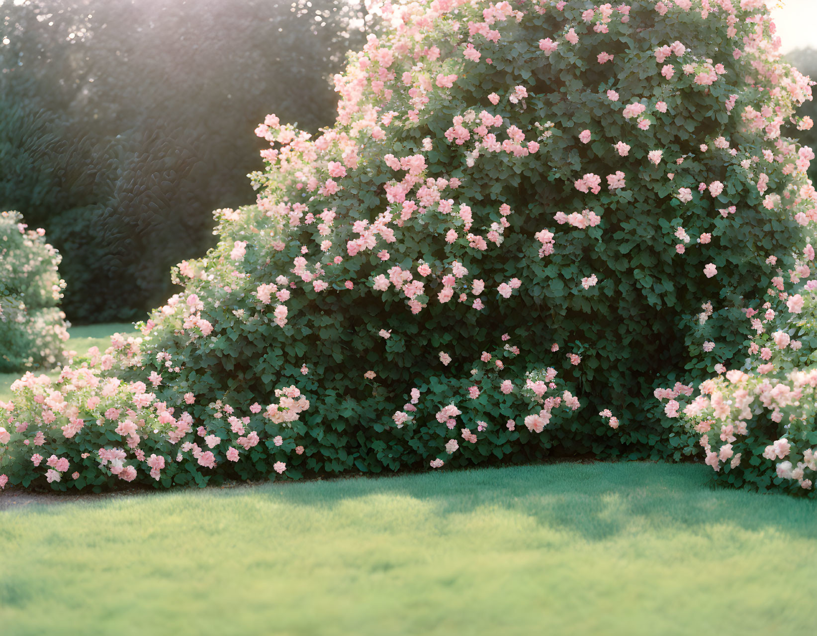 Green bushes with pink flowers in serene garden scene