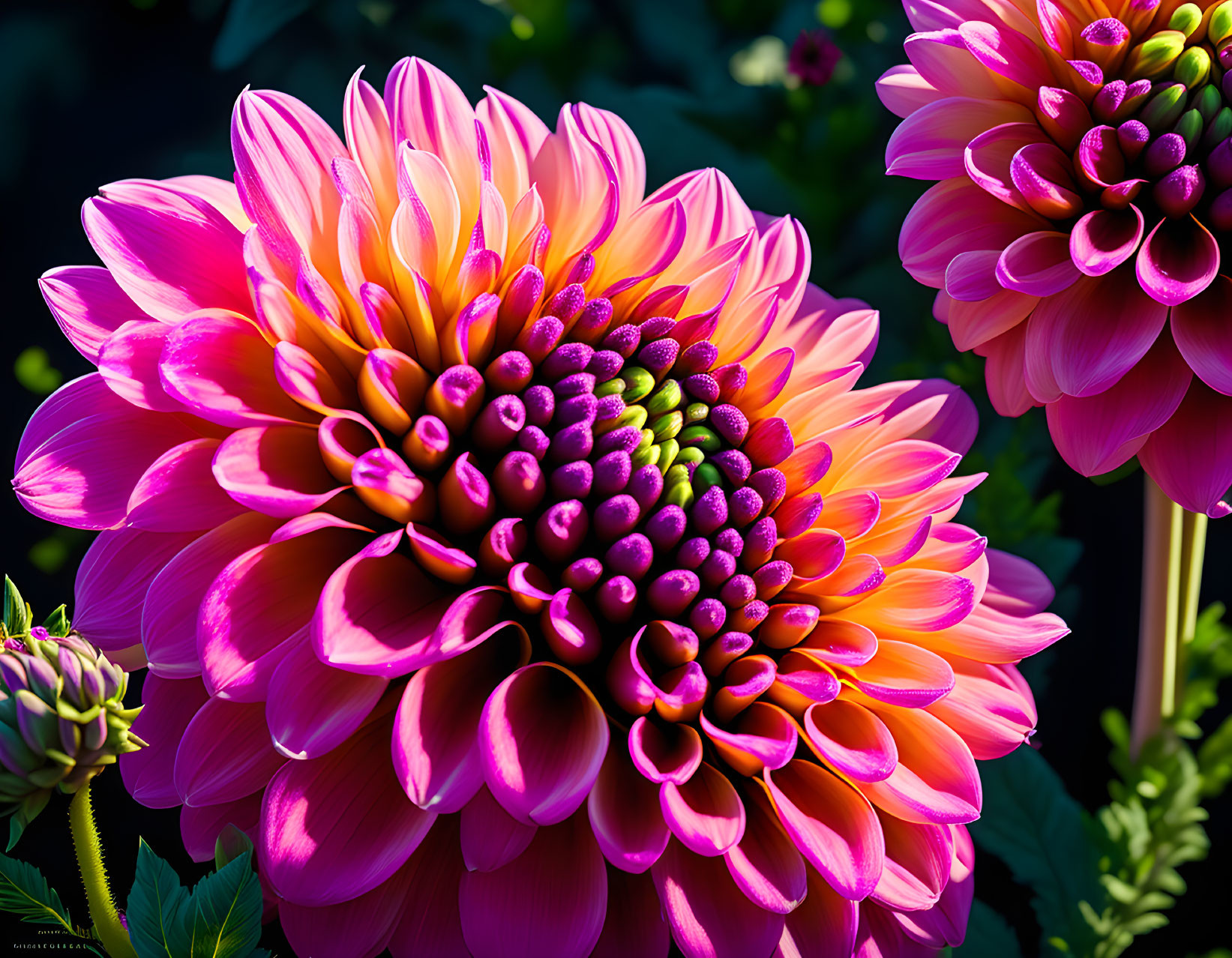 Vibrant pink-purple dahlia flower on dark green background