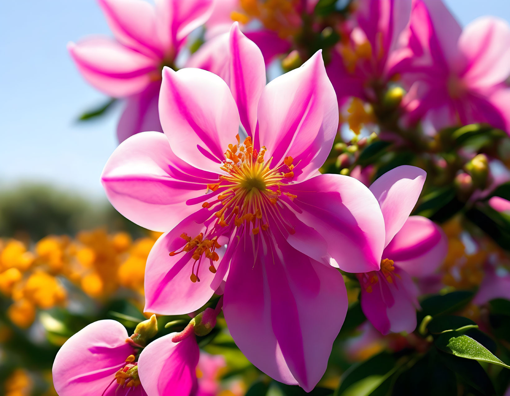 Bright Pink Flowers with Prominent Stamens in Sunlight