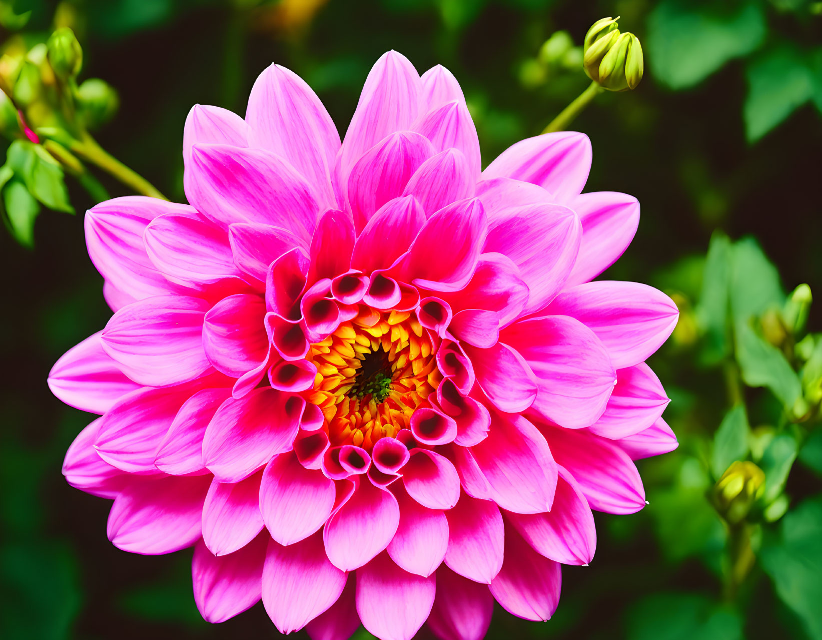 Pink Dahlia Flower with Yellow Center on Dark Green Background