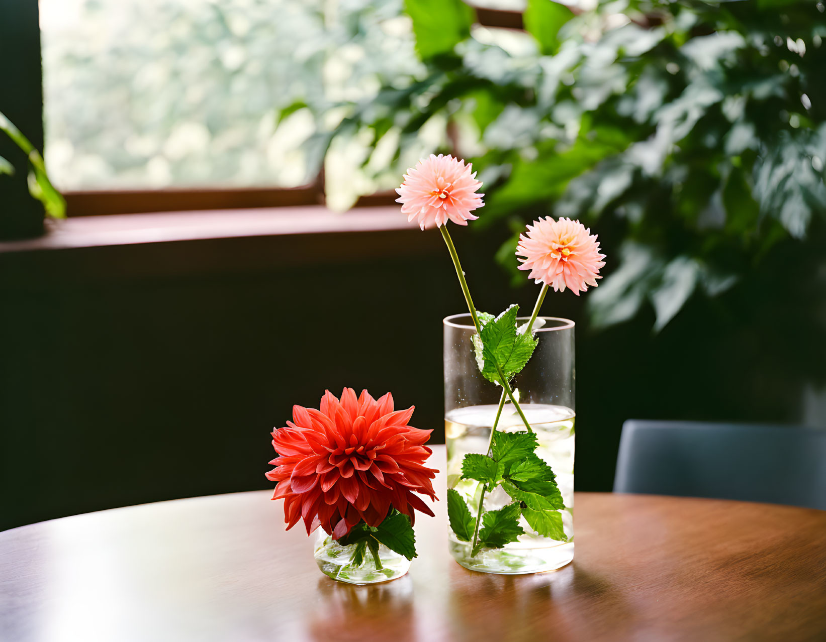 Vibrant dahlias in glass vases on wooden surface with green background