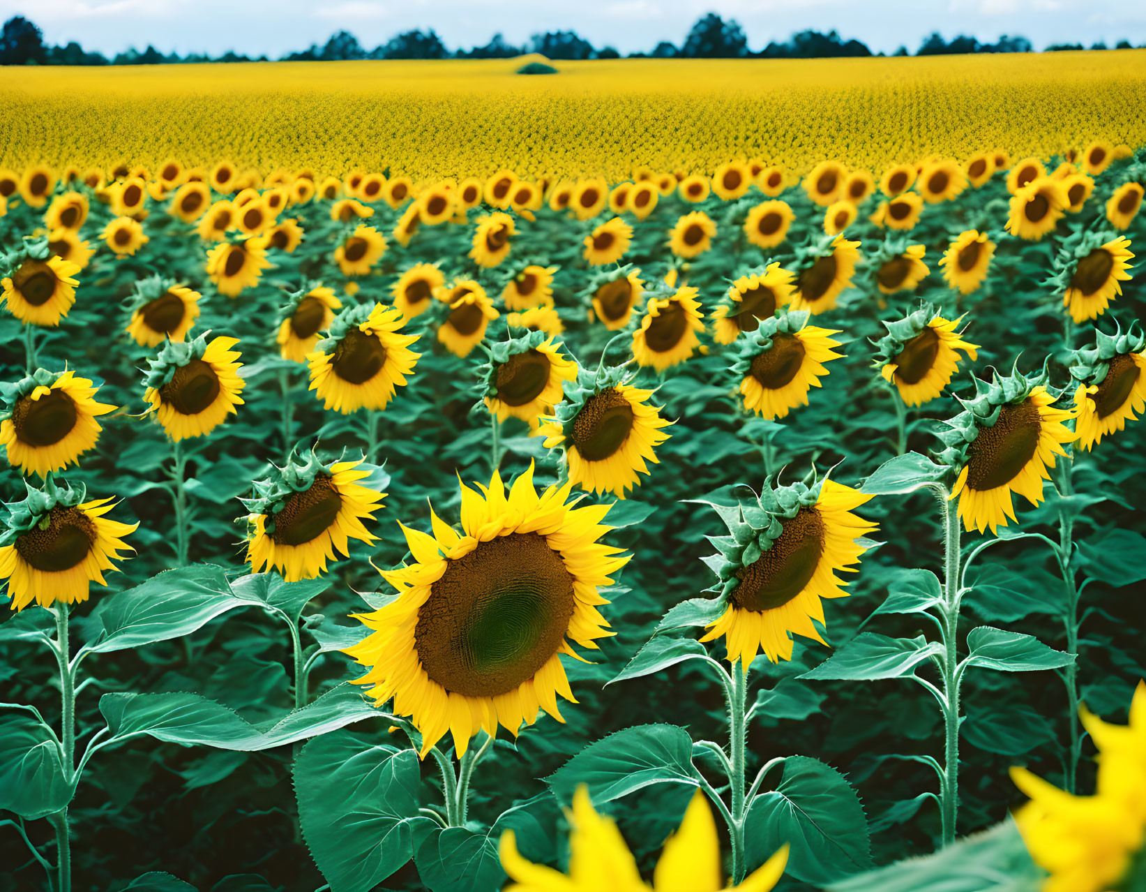 Lush sunflower field under cloudy sky