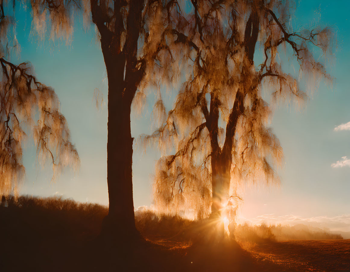 Scenic sunset through willow tree silhouettes casting warm glow