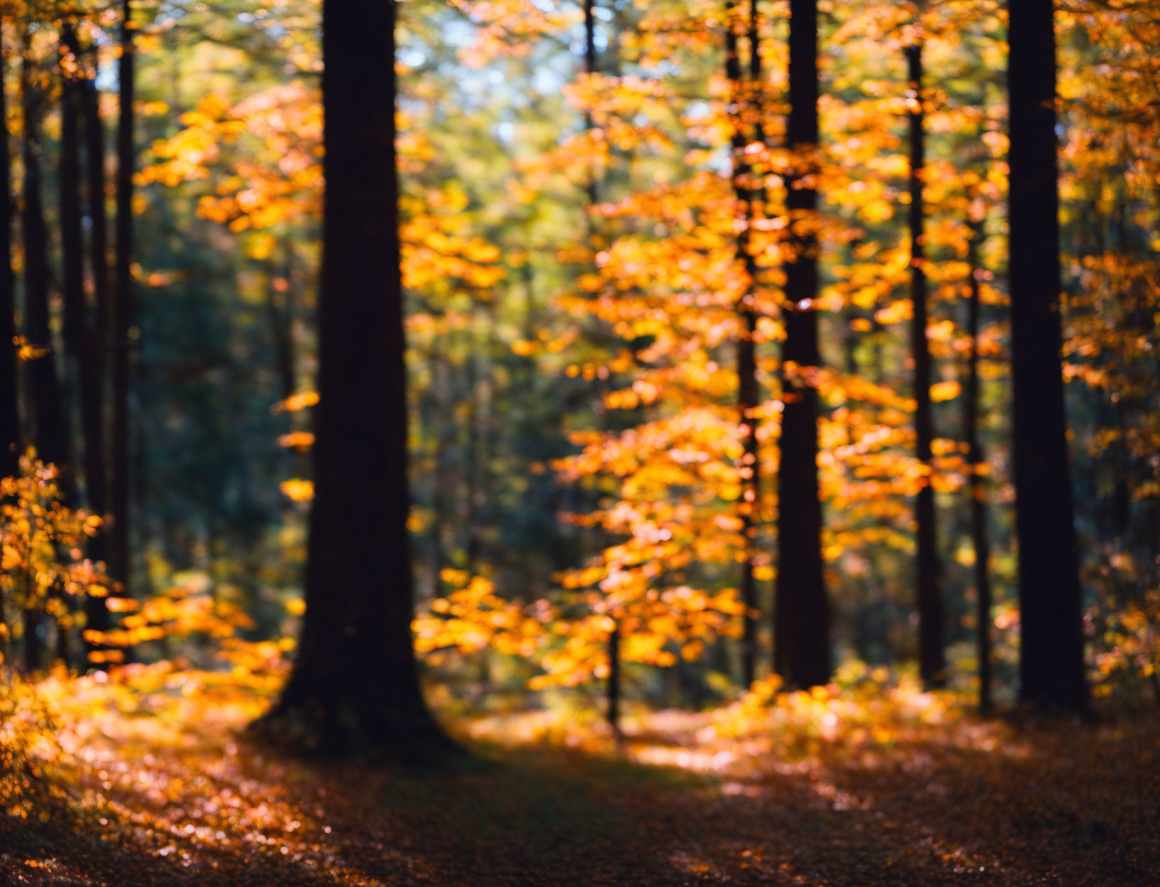 Autumn forest scene with golden leaves and fallen foliage