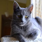 Grey Cat with Green Eyes Resting on Patterned Surface