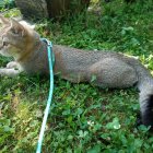 Intricately patterned large cat statue in lush garden