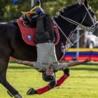 Black and Red Robotic Quadruped in Grass Field