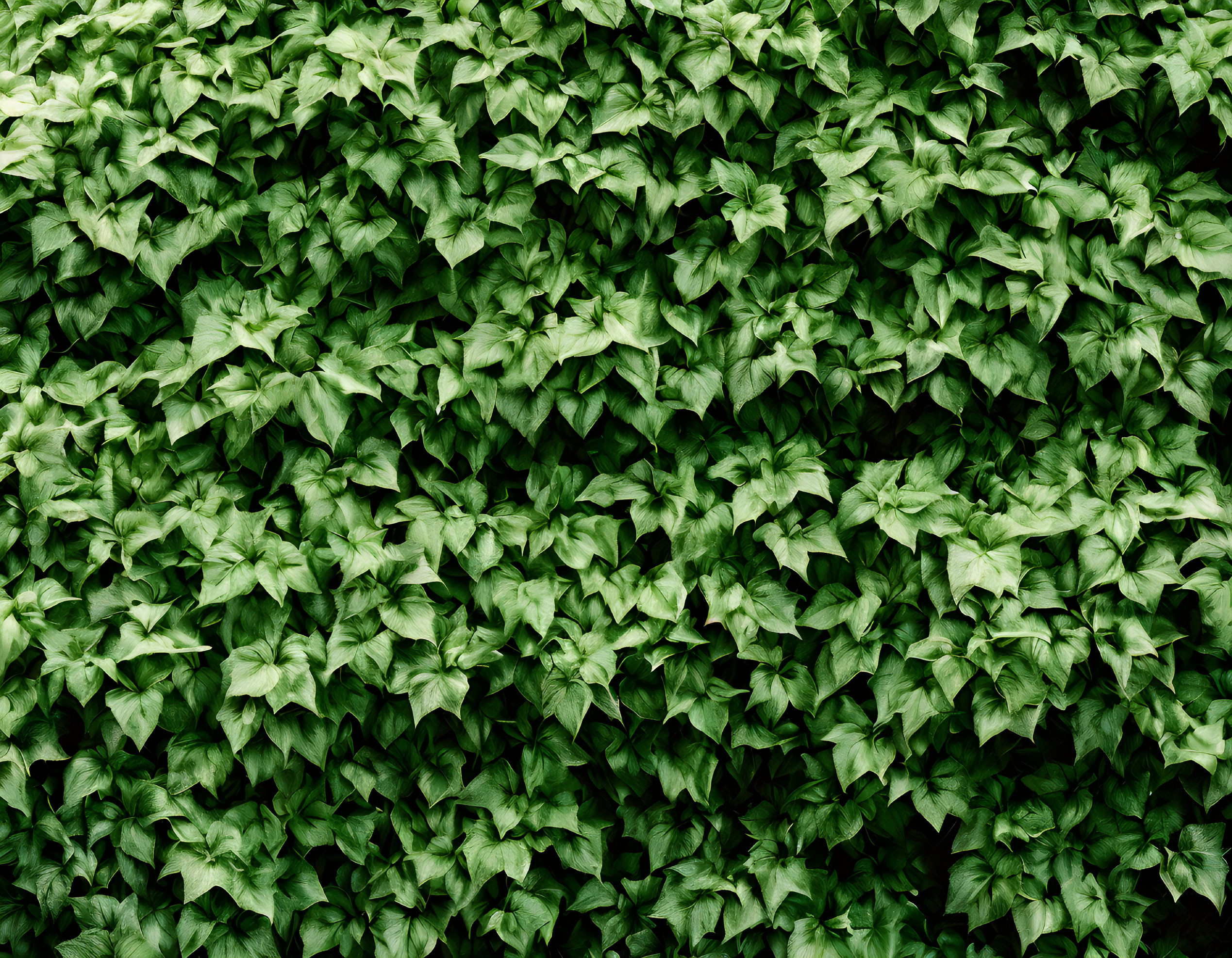 Lush Green Ivy Wall Texture Close-Up