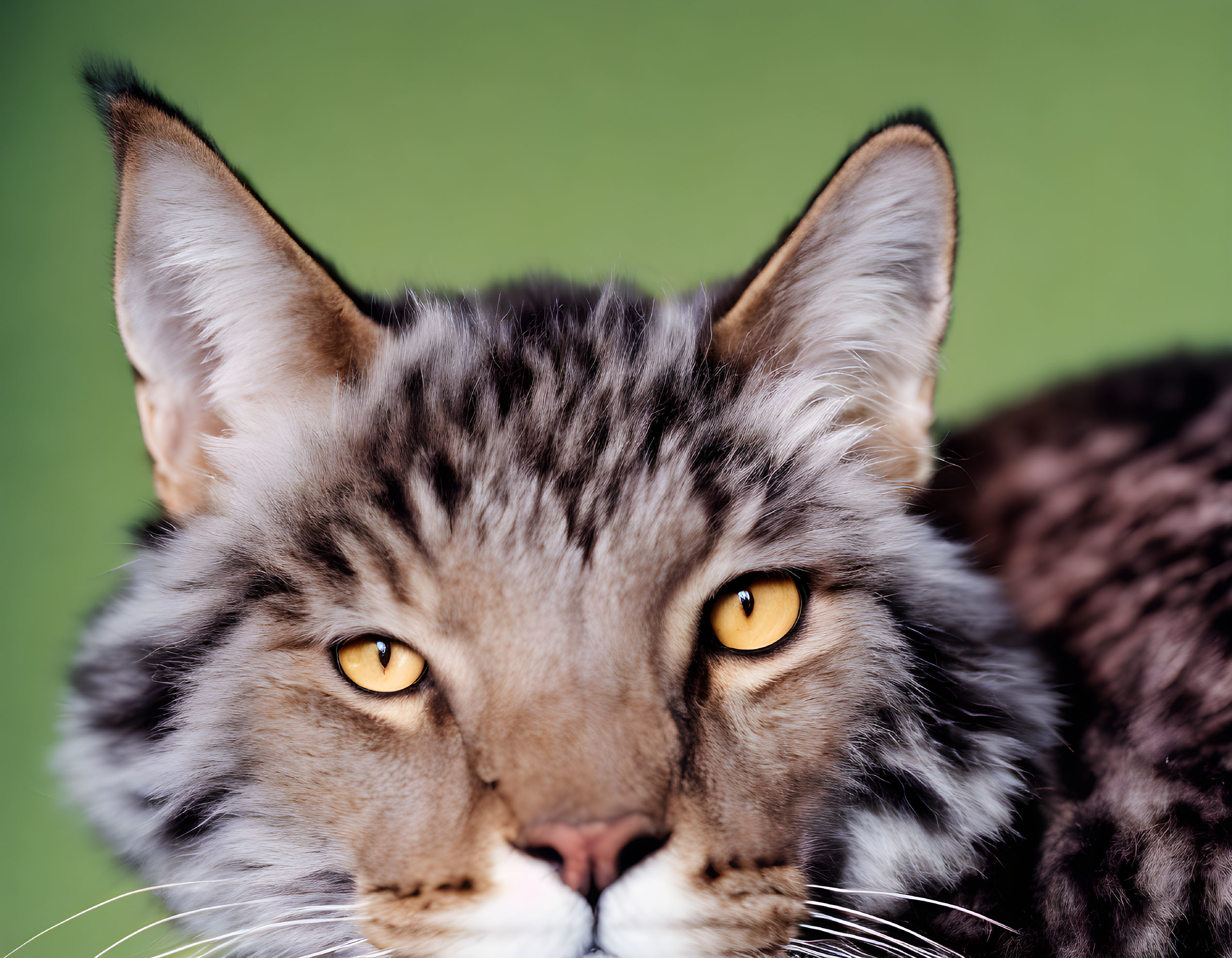 Maine Coon Cat with Tufted Ears and Yellow Eyes on Green Background