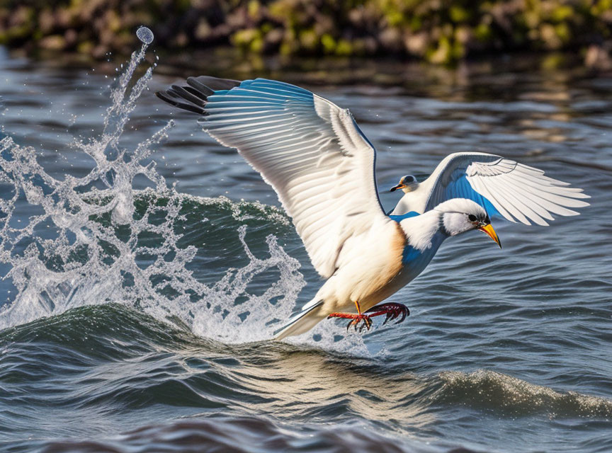 White and Blue Bird Taking Off from Water with Splashing Feet