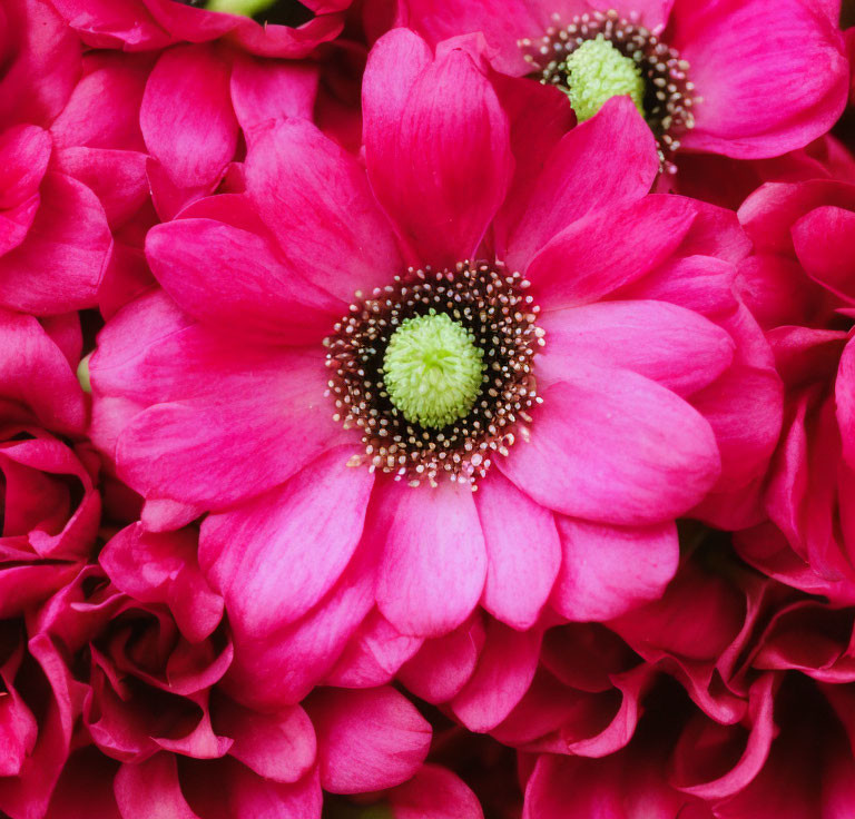 Vibrant pink flowers with green centers and layered petals.