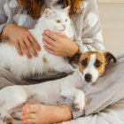 Group of dogs with different markings cuddled together on soft blanket